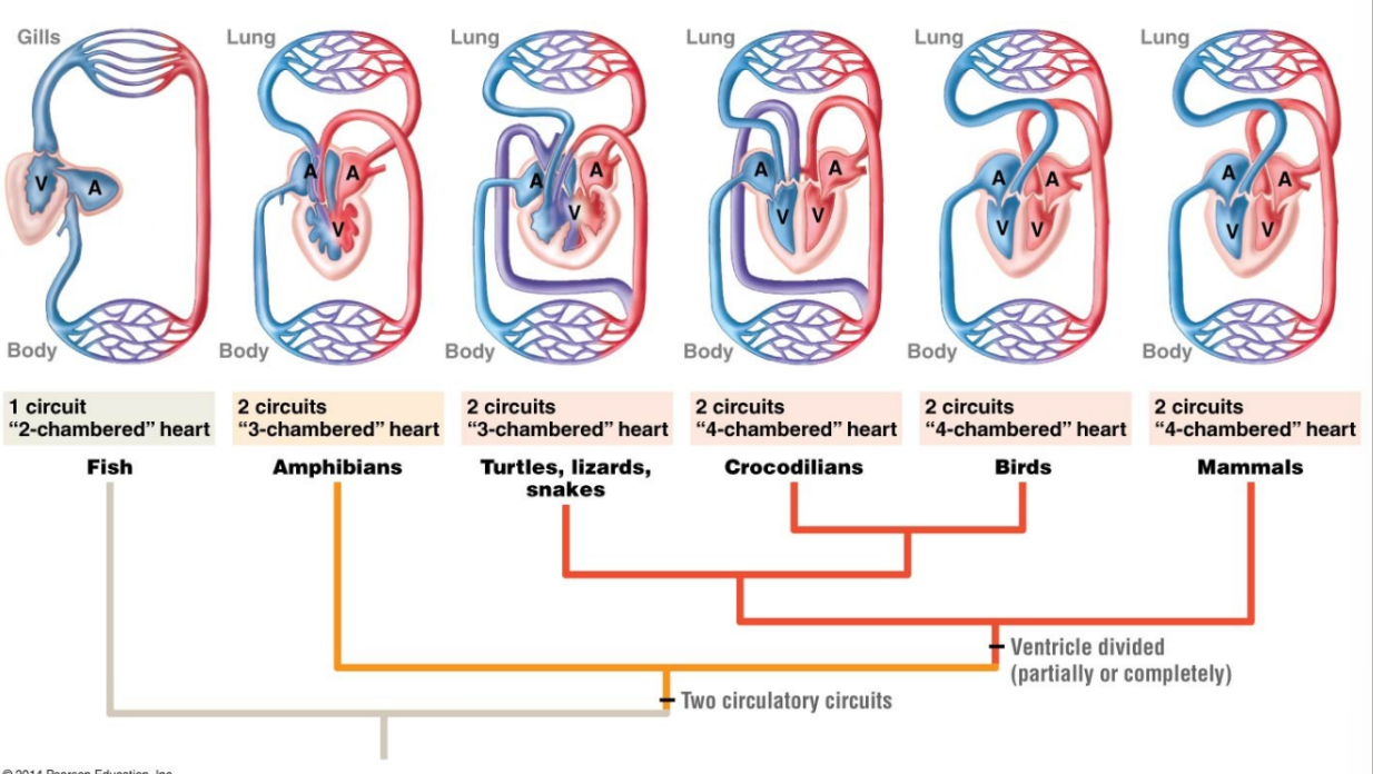 <ul><li><p>in mammals and birds, the heart is divided completely into four chambers: two atria and two ventricles</p><ul><li><p>oxygenated blood is fully separated from deoxygenated blood, which improves the efficiency of double circulation and is probably required for supporting the warm-blooding lifestyle of mammals and birds</p></li></ul></li><li><p>four-chambered heart of birds and mammals evolved independently from a three-chambered heart- convergent evolution</p></li></ul><p></p>
