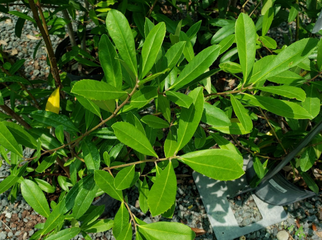 <p>What is this plant?<strong><em><u> What part of the plant has the relevant compound we discussed?</u></em></strong> What is the compound?</p>