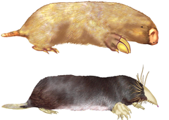 <p>convergent evolution</p>