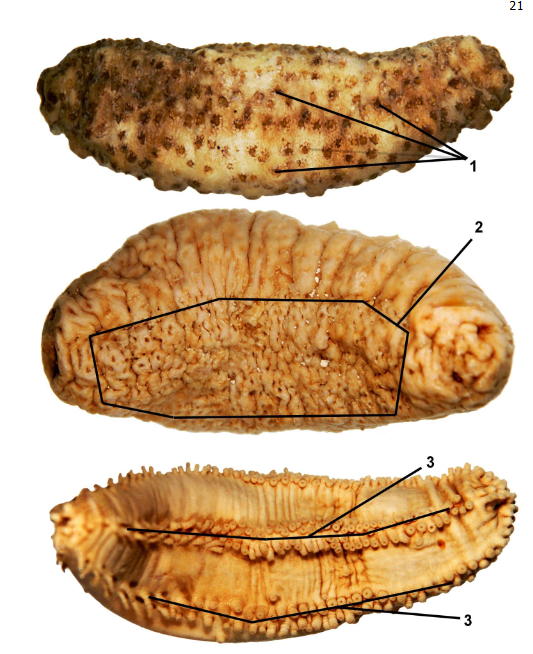 <p>class</p><p>label</p>