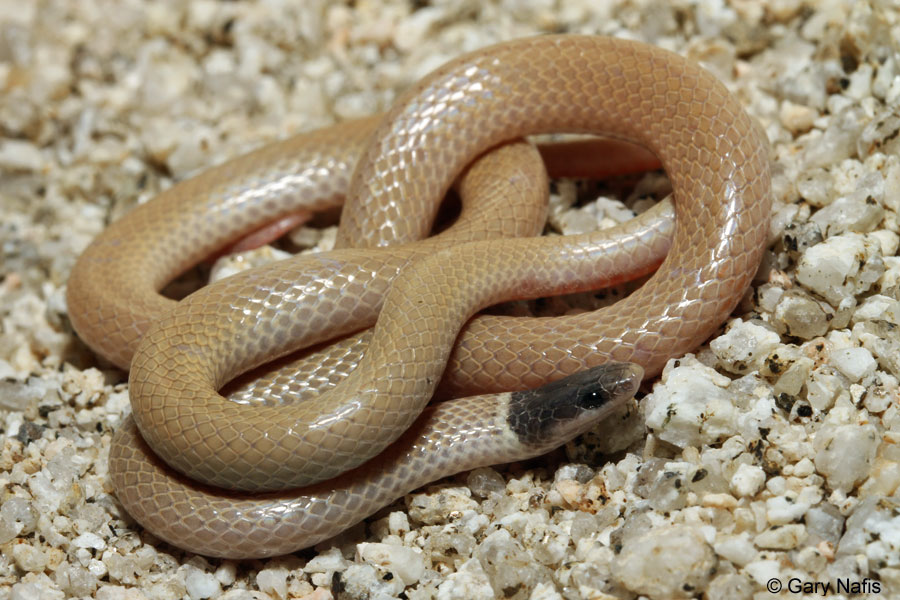 <p>Alethinophidia, Colubroidea, Colubridae<br>Tantilla planiceps<br>Western black-headed snake</p>