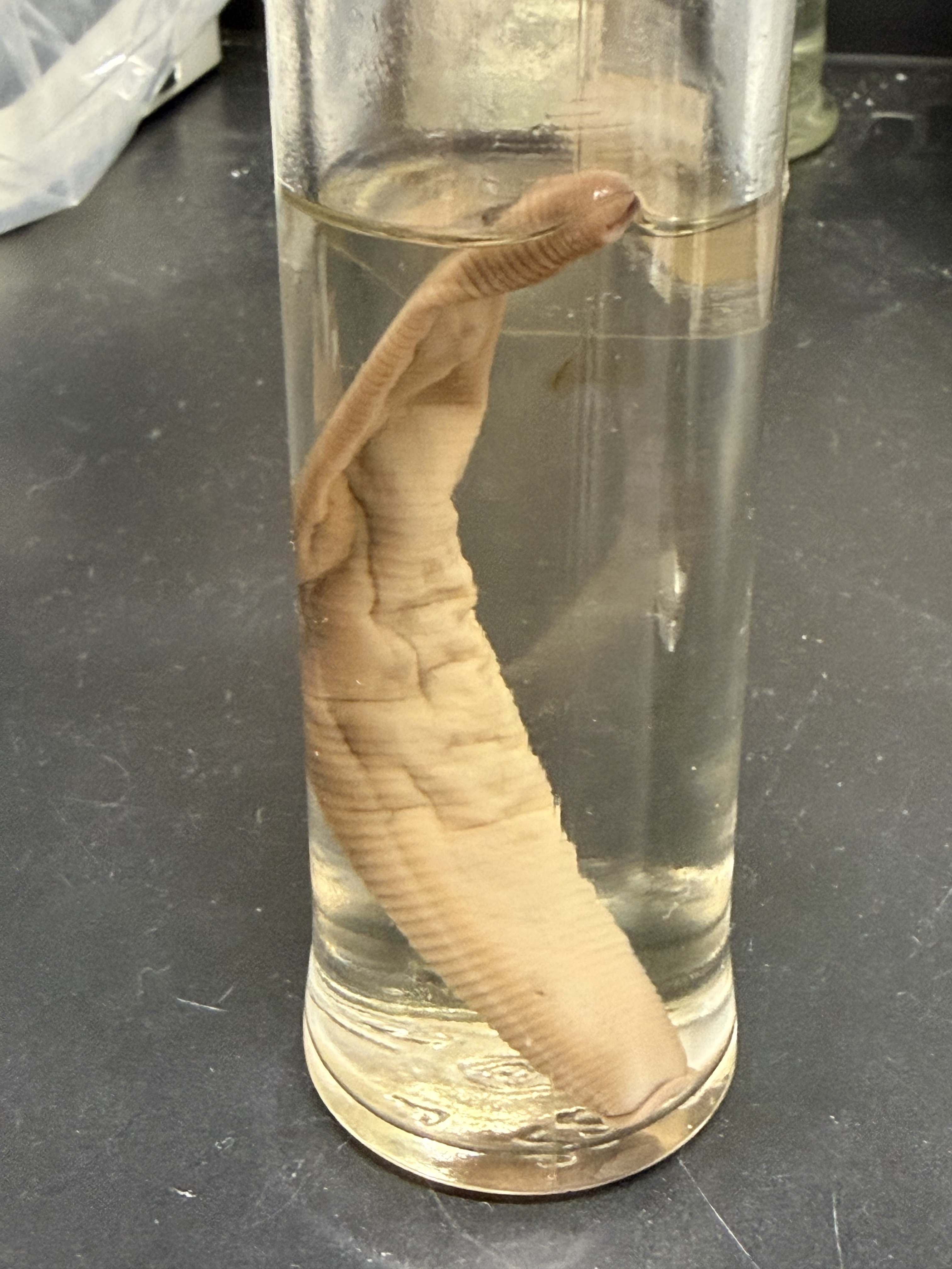 <p>Phylum: Annelida</p><p>Class: Hirudinida</p><p>Common name: Leeches</p>