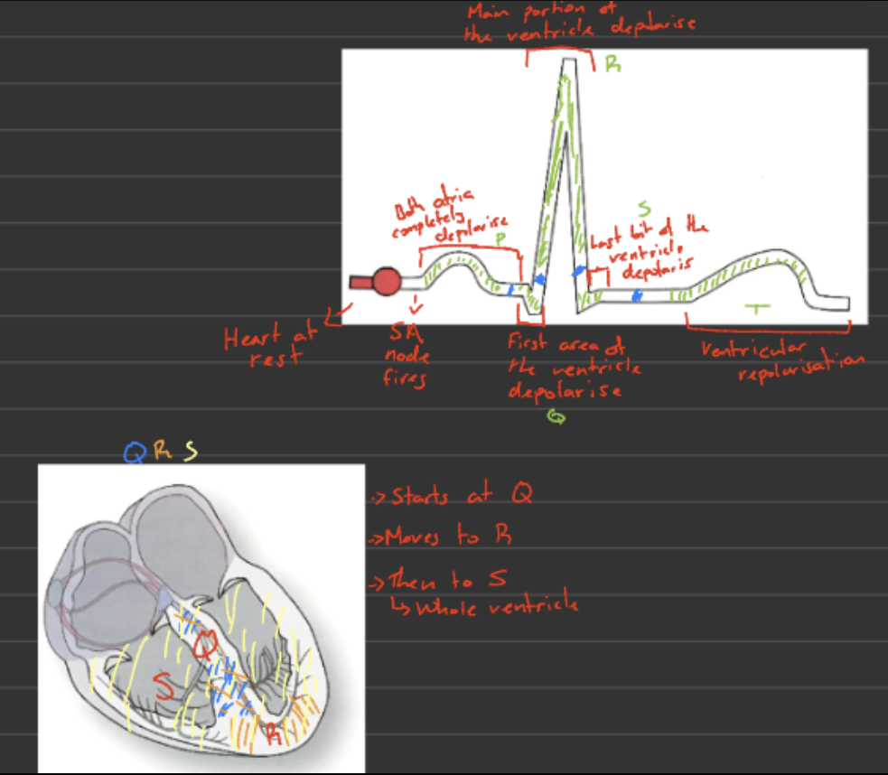 <p>ECG measures <strong>electrical activity (voltage changes: </strong>depolarisation and repolarisation<strong>)</strong> of the heart</p><p></p><p><strong>Waveforms you must know:</strong></p><ul><li><p><strong>P wave</strong> → atrial depolarisation</p></li><li><p><strong>QRS complex</strong> → ventricular depolarisation</p></li><li><p><strong>T wave</strong> → ventricular Repolarisation</p></li></ul><p></p>