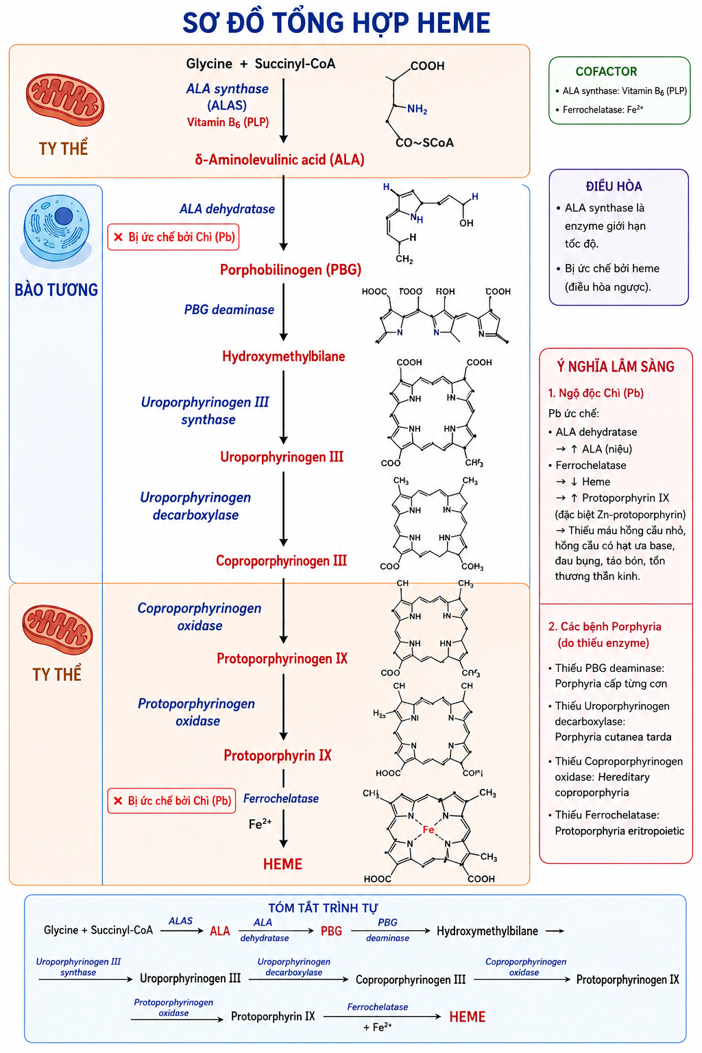 <p>b</p><p>Ngộ độc chì (lead poisoning) ức chế <strong>2 enzyme quan trọng trong quá trình tổng hợp hem</strong>:</p><ol><li><p><strong>ALA dehydratase (porphobilinogen synthase)</strong></p><ul><li><p>Chuyển <strong>ALA → Porphobilinogen (PBG)</strong>.</p></li><li><p>Khi bị ức chế → <strong>ALA tích lũy</strong> trong máu và nước tiểu.</p></li></ul></li><li><p><strong>Ferrochelatase</strong></p><ul><li><p>Gắn Fe²⁺ vào protoporphyrin IX để tạo hem.</p></li><li><p>Khi bị ức chế → tăng protoporphyrin (đặc biệt là zinc protoporphyrin).</p></li></ul></li></ol><p></p>