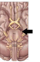 <p>motor, eye movement</p>