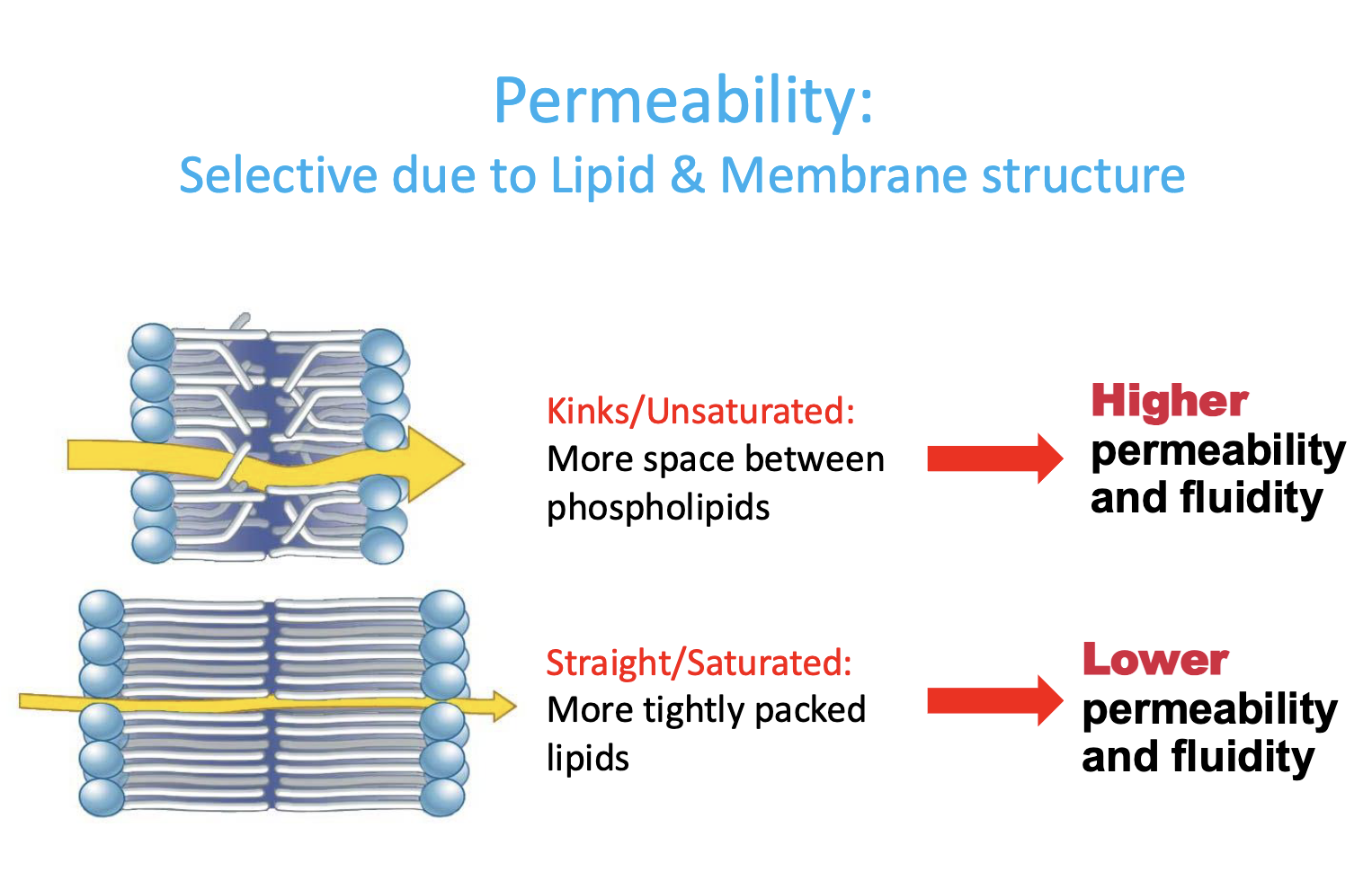<ul><li><p>more spaces between phospholipids —> HIGHER permeability &amp; fluidity</p></li></ul><p></p>