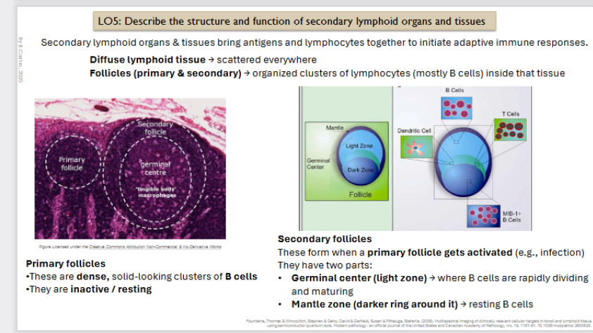 <p></p><p><strong>Secondary Follicles</strong></p><ul><li><p>These form when a <strong>primary follicle gets activated </strong>(e.g., infection)</p></li></ul><p>They have two parts:</p><ul><li><p><strong>Germinal center </strong>(<strong>light </strong>zone<strong>) </strong>→ where B cells are rapidly dividing and maturing</p></li></ul><ul><li><p><strong>Mantle zone </strong>(<strong>darker </strong>ring around it) → <strong>resting </strong>B cells Diffuse lymphoid tissue → scattered everywhere</p></li></ul><p></p>