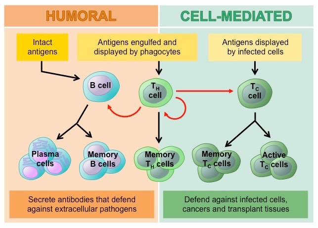 <p>B cells, upon recognizing specific antigens, differentiate into plasma cells that secrete antibodies, which bind specifically to pathogens</p>