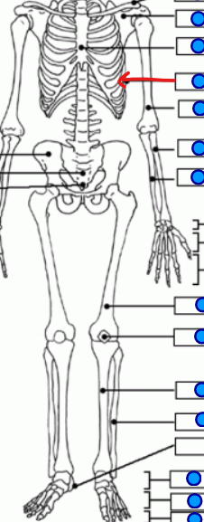 <p>curved bones forming the thoracic region </p>