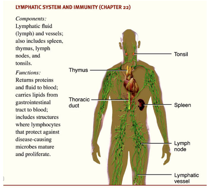 <p><span style="background-color: transparent;">returns proteins and fluid to blood</span></p><p><span style="background-color: transparent;">carries lipids from gastrointestinal tract to blood</span></p><p><span style="background-color: transparent;">includes structures where lymphocytes that protect against disease-causing microbes mature and proliferate </span></p>