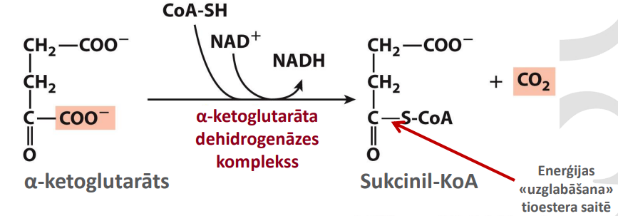 <p>Nosaukums: Noslēdzošā oksidatīvā dekarboksilēšana: α-Ketoglutarāta dehidrogenāze</p><p>Substrāts: α-ketoglutarāts</p><p>Produkts: Sukcinil-KoA un CO<sub>2</sub></p><p>Enzīms: α-Ketoglutarāta dehidrogenāze</p><p>Citas īpatnības: Eksergoniska reakcija. Šajā brīdī veikta visu glikozē esošo oglekļa atomu oksidēšana. Sukcinil-KoA ir vēl viena enerģijas bagāta tioestera saite. Neatgrieziniskais un ļoti izdevīgs solis. Izmantotajam enzīmam ir līdzīgi kompleksi ar līdzīgu mehānismu, bet atšķirīgo aktivo centru, atbilstošu substrāta izmēram. Aktivatori: [Ca<sup>2+</sup>]. Inhibitori: [Sukcinil-KoA; NADH ]</p>