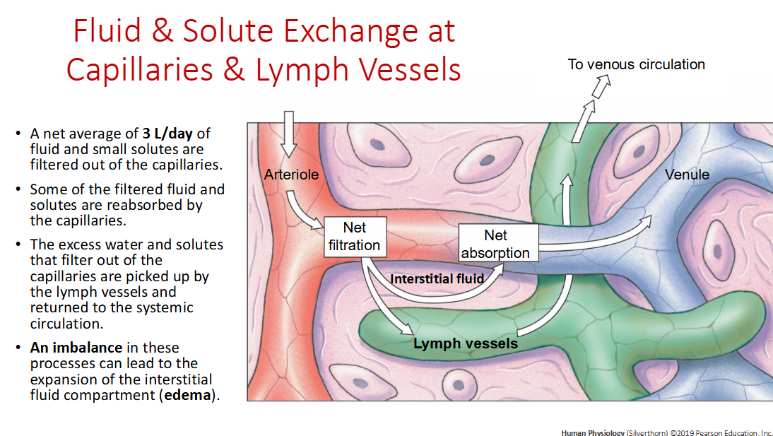 <p>a one cell layer thick layer of endothelial cells, prevent back flow of interstitial fluid</p>