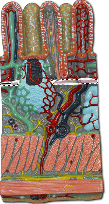 knowt flashcard image