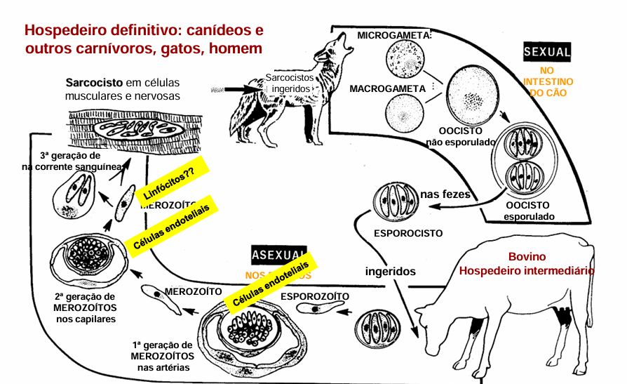 <p><strong>Esquizontes </strong>– células endoteliais dos vasos sanguíneos mesentéricos (1ª e 2ª geração) e nos linfócitos circulantes (3ª geração) dos HI </p><p><strong>Quistos c/ bradizoítos</strong> em músculos de HI → <span style="color: red;">miosite </span></p><p><strong>Oocistos esporulados</strong> eliminados nas fezes de HD </p>