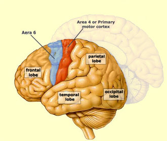 <ul><li><p>located in the front part of the brain; correspond to the “executive center” of the brain; involved in <strong>higher mental functioning</strong> including <strong>planning/decision making </strong>and <strong>processing emotions</strong></p></li></ul><p></p><ul><li><p>also contains the <strong>motor cortex, which controls voluntary movements</strong></p></li></ul><p></p>