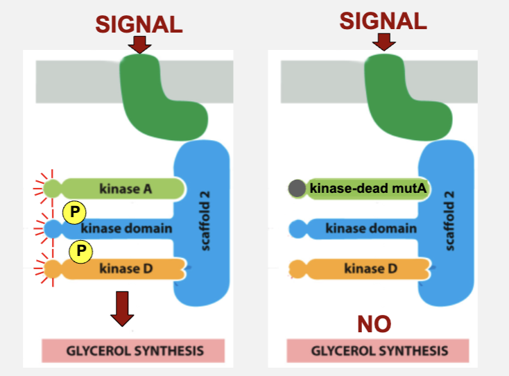 <ul><li><p>they can function as dominant negative inhibitors of signaling</p></li></ul><p></p>