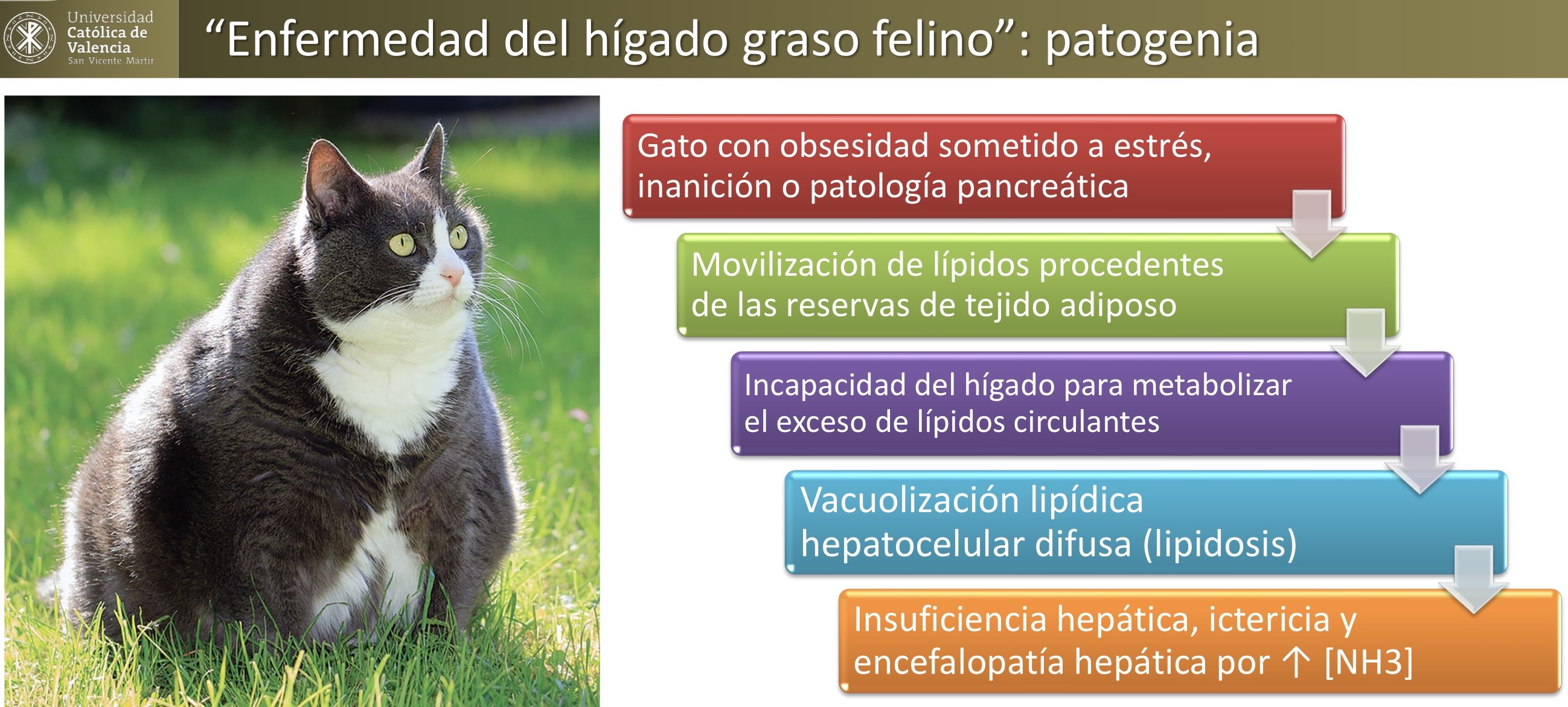 <p>HEPATOBILIARES: enfermedad del hígado graso felino </p><p>(Enfermedades por movilización lipidica, lipidosis)</p>