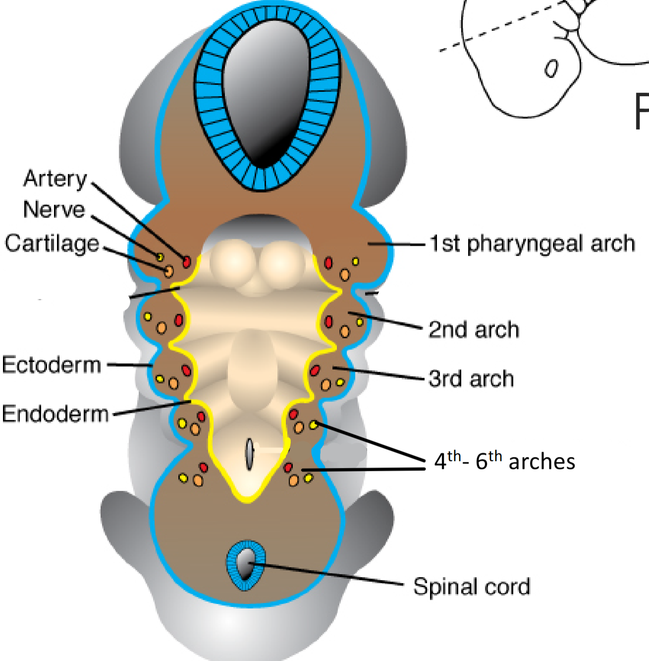 <ul><li><p>Mesoderm tissue </p></li><li><p><span style="color: rgb(15, 237, 13);"><strong>No “5th” arch!/Fifth arch is transient</strong></span></p></li></ul><ul><li><p>Involutes and produces no adult structures</p></li><li><p>Each arch has<span style="color: rgb(53, 237, 15);"><strong> core of mesenchyme</strong></span> that develops into arterial supply, nerve supply, cartilage, musculature & bone</p></li></ul><p></p>