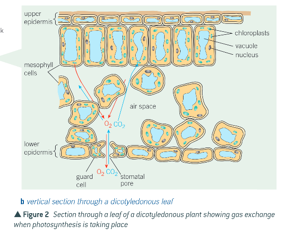 knowt flashcard image