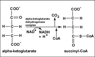<p>Step 4</p><ol><li><p>Alpha-ketoglutarate is oxidized, NAD is reduced to NADH</p></li><li><p>CO<sub>2</sub> is removed and CoA is added to form the 4-carbon succinyl-CoA</p></li></ol><p></p>