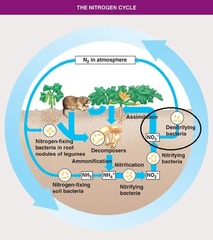 <p>Nitrogen in the soil gets back into the air</p>