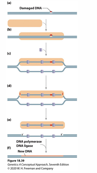 <p>Removes bulky lesions (damaged DNA)</p><p>Enzyme cleaves sugar phosphate bonds on both sides of lesion removing several nucleotides  </p><p>DNA polymerase fills in gap, DNA ligase seals nick </p><p>Can remove lesions unlike MMR.</p>