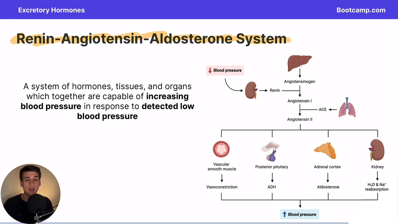 <p>a system of hormones, tissures, and organs which are capable of increasing blood pressure and detcting low BP</p>