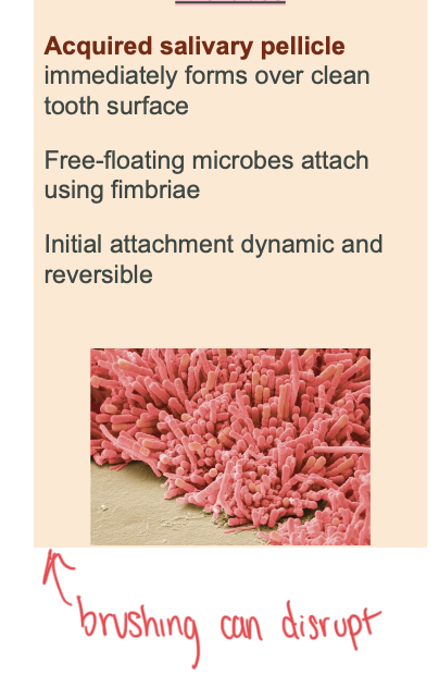 <p>attachment of microbes</p>