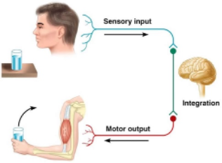 <p><span><strong><u><span>“SAME”:</span></u></strong><span> sensory afferent, motor efferent.</span></span></p>