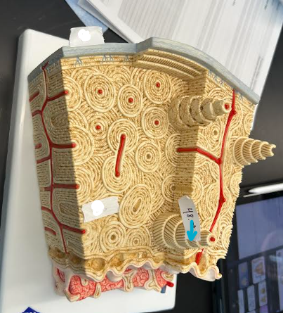 <p>ID histology bone model region</p>