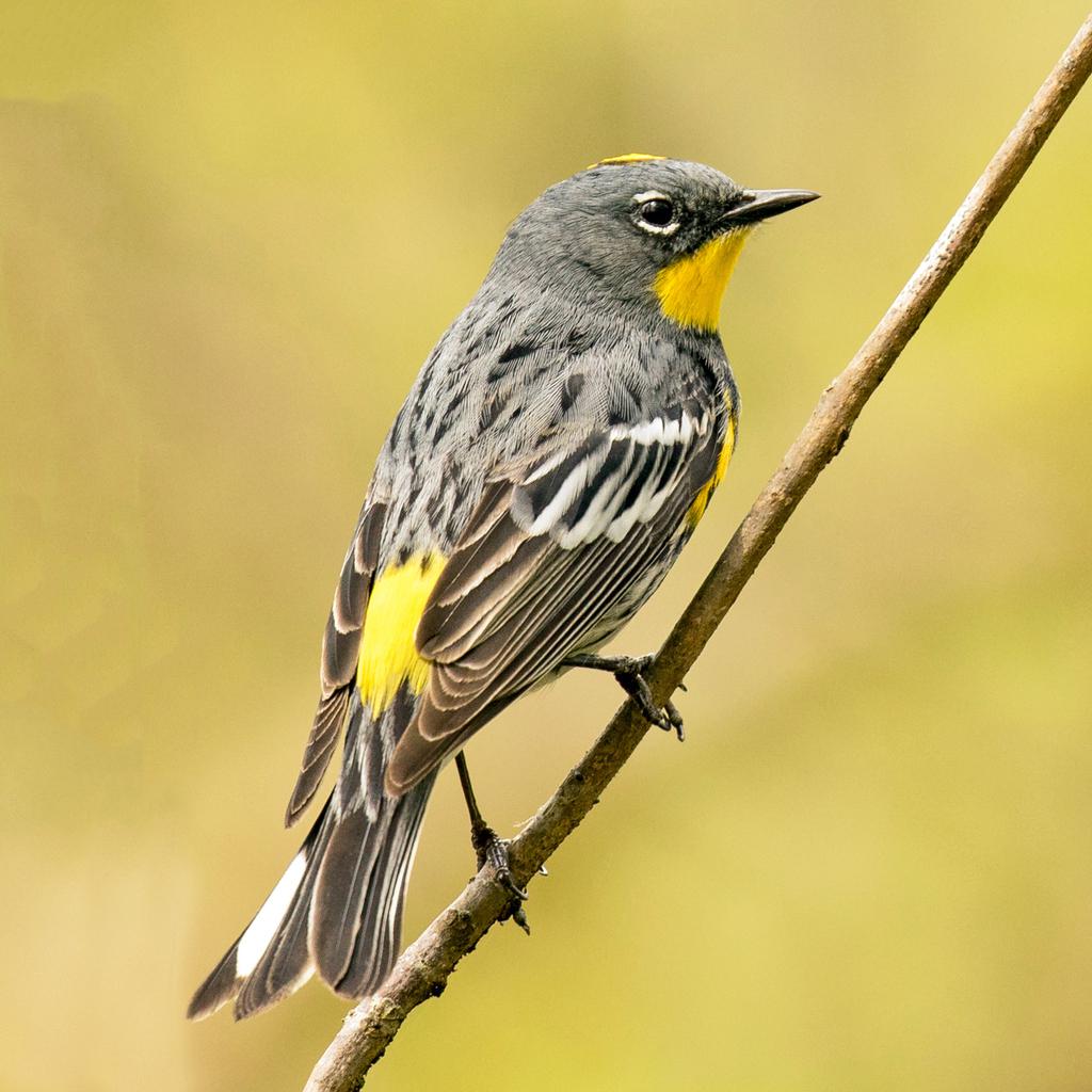 <p>What bird is this?</p>