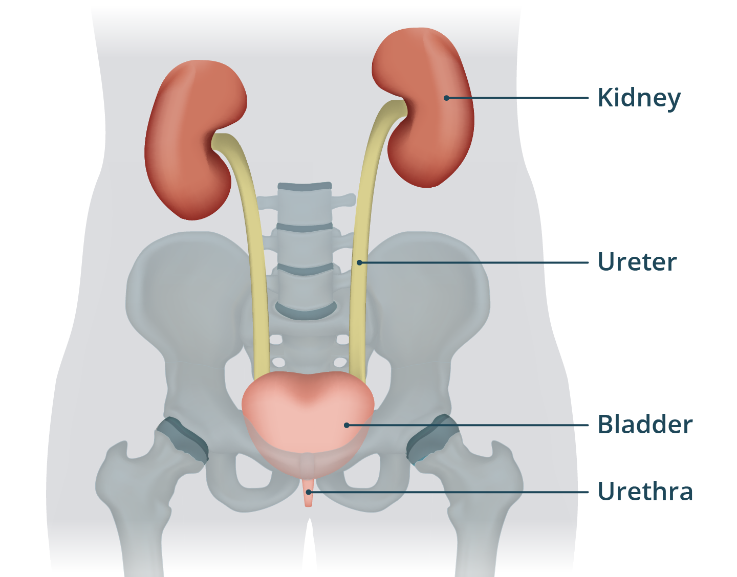 <p>What body system is this?</p>