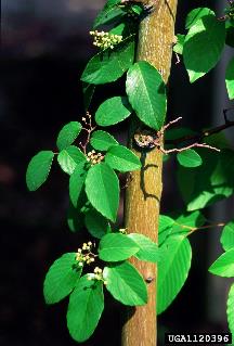 <p>Berchemia scandens</p>
