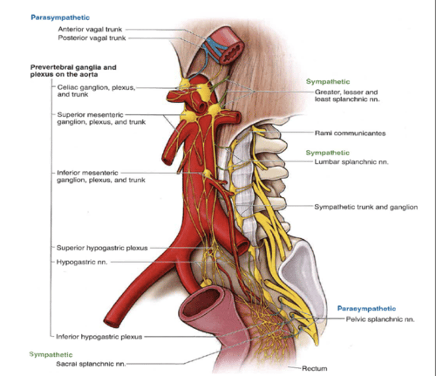 <p>what is the superior hypogastric plexus parasympathetically sympathetically (mixed) innervated by?</p>