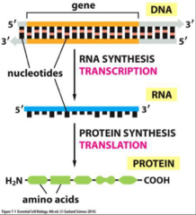 <p>Flow of genetic information from DNA to RNA to protein.</p>