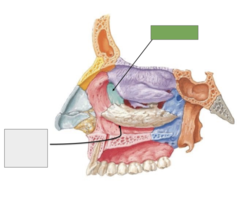 <p>Lacrimal bone (medial): this is</p>