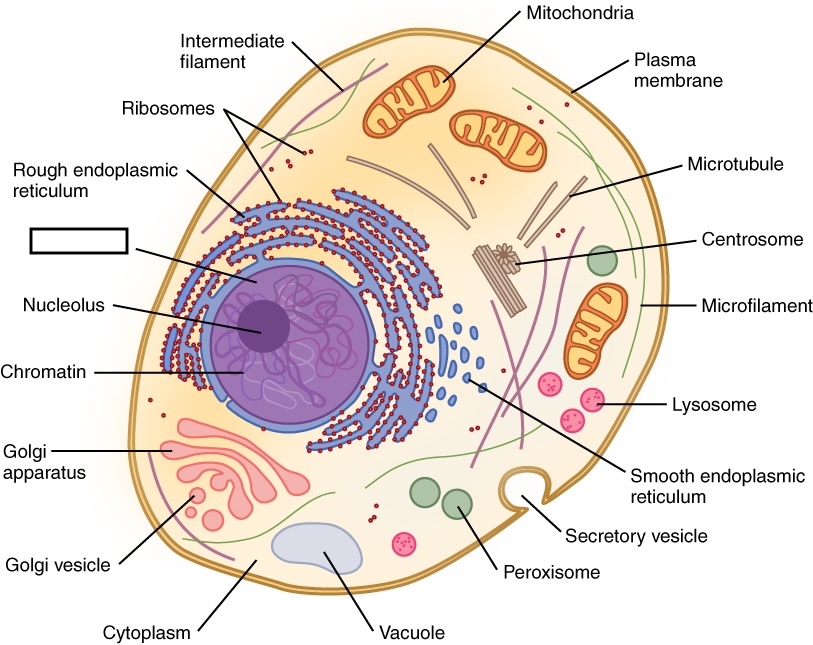 <p>a) Identify the organelle b) describe its function</p>