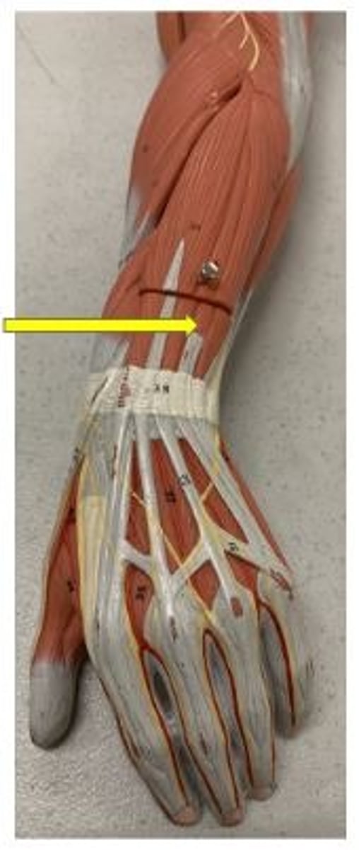 <p>extends little finger</p>