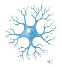 <p>Anaxonic Neuron</p>