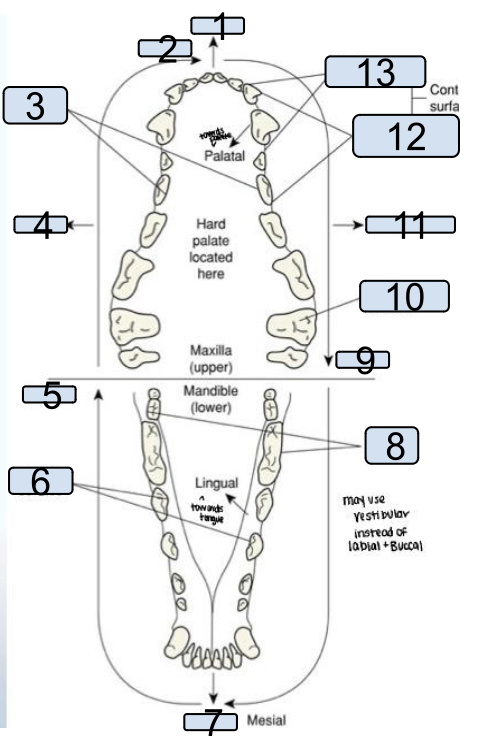 <p>name the directional terms</p>