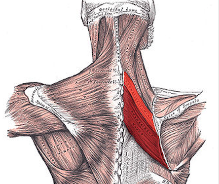 <p>inferior </p>