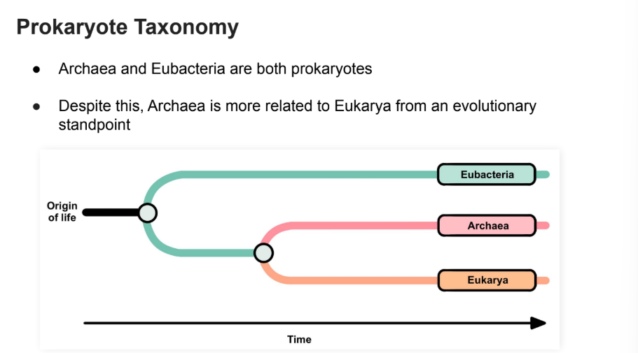 <p><strong>Archaea </strong>is more related to <strong>Eukarya</strong></p>