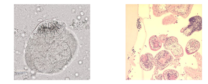<p>What is this?<br>Genus</p>