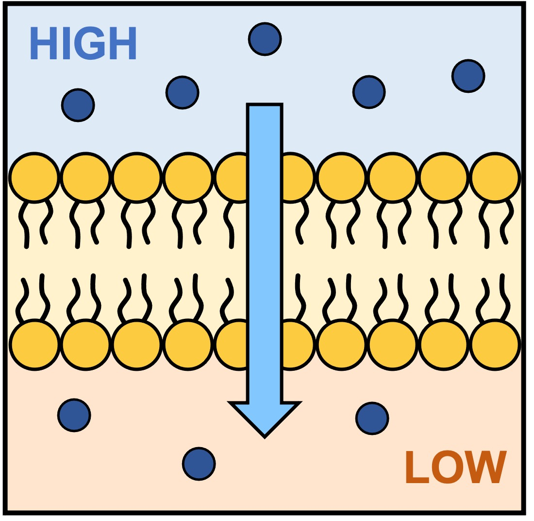 <p>The movement of small, uncharged molecules across a cell memebrance from high to low concentration. It is passive/ does not require energy.</p>