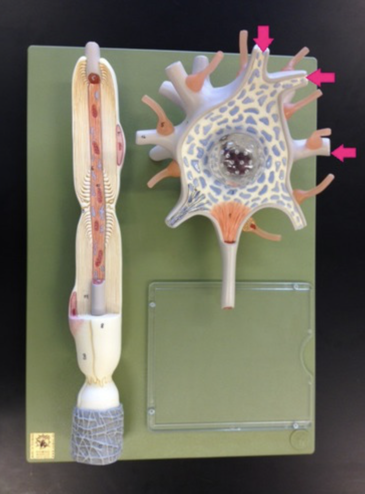 <p>contain receptors to receive signals from surrounding environment or other neurons</p>