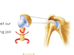 <p>one bone is a ball shape that fits into a socket surface of another bone. This is the most freely moving joint in the body examples are the hip joint (pelvis and femur) and the sholder joint (humerus and scapular)</p>