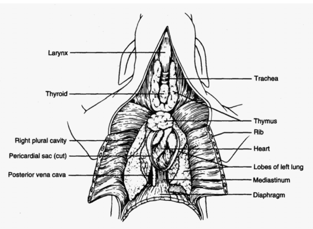 <p>Neck region</p>
