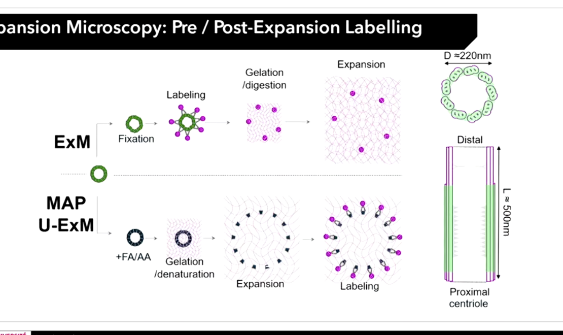 <ol><li><p>Pre-expansion labelling : fixe cellules, met anticorps, ancrer &amp; expandre. </p></li><li><p>Post expansion labelling : fixer cellules, ancrer, expandre &amp; mettre anticorps à la fin</p></li></ol><ul><li><p>Pre-expansion (called ExM dans images) qualité + nulle que postexp (called U-ExM) mais cv. ExM completement bancal pour axe z. </p></li><li><p>Post-expansion permet de voir ultrastructure du centriole</p></li></ul><p></p>