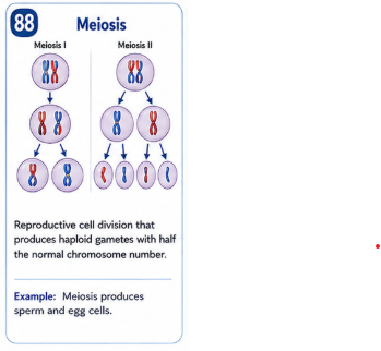 <p>Reproductive cell division that produces haploid gametes with half the normal chromosome number. </p>