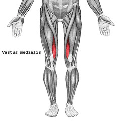 <p>extend leg at knee joint</p>